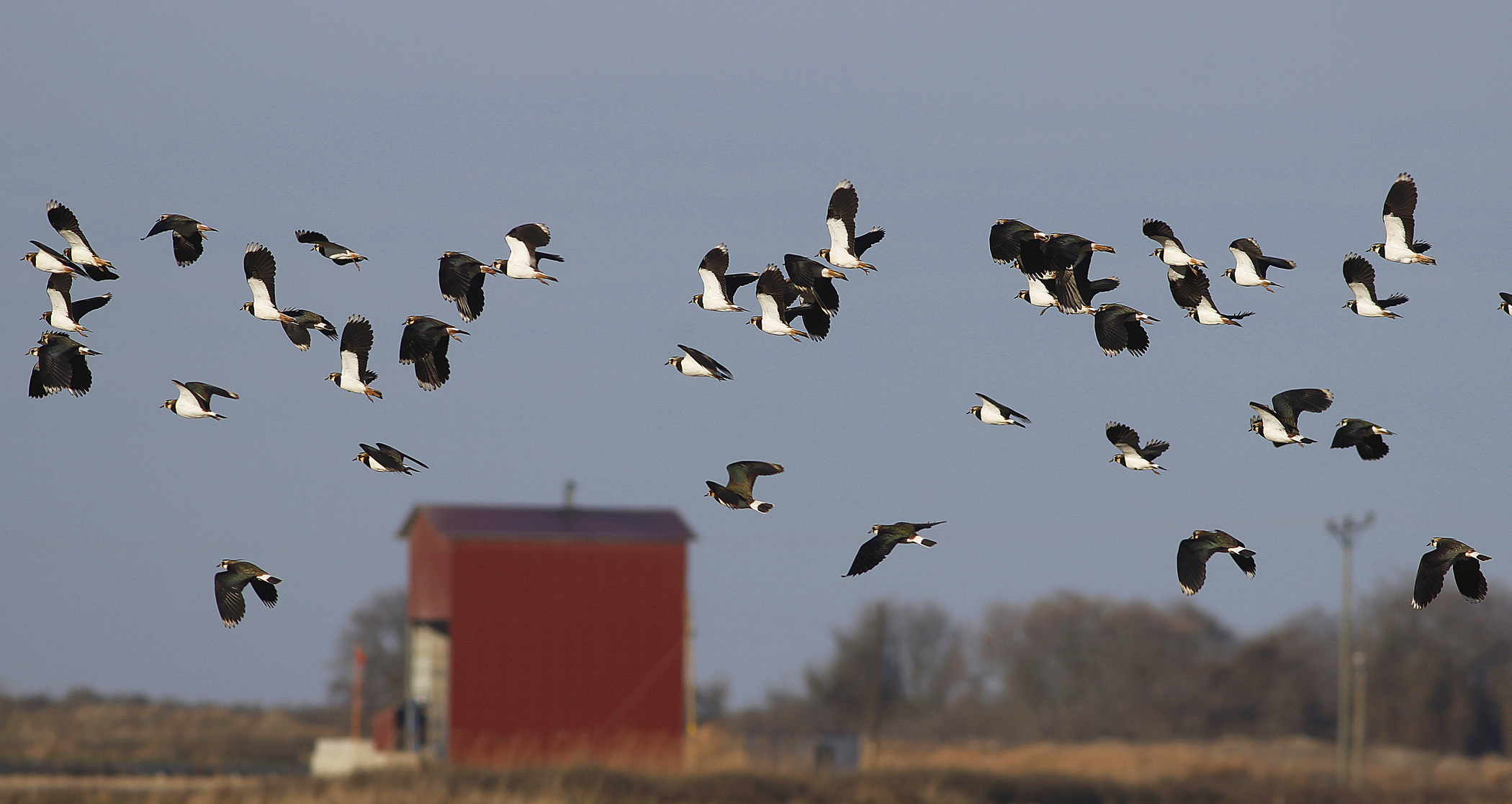 Northern Lapwing
